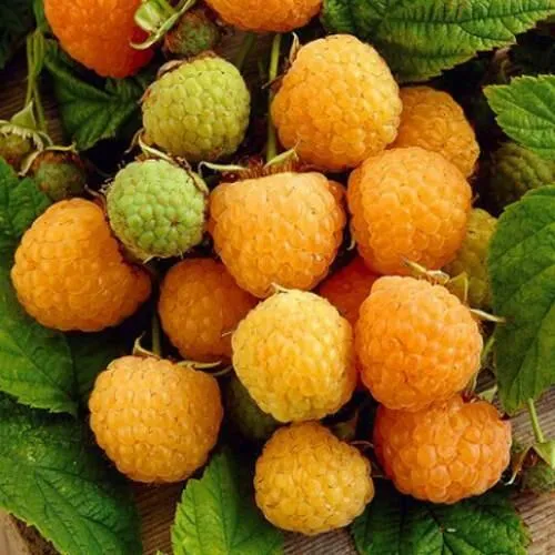 Малина ремонтантная Жёлтый гигант Малина ремонтантная Жёлтый гигант