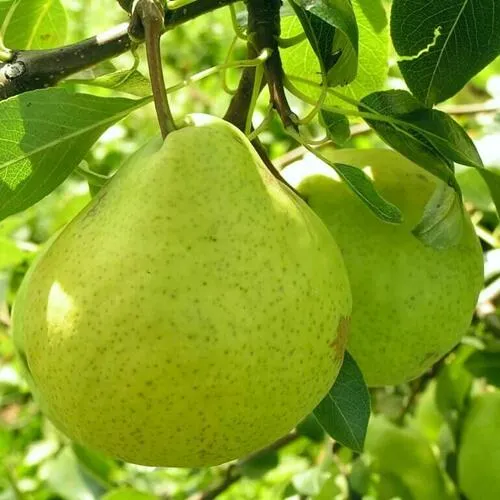 Груша ДАЛИКОР колонновидная  Груша ДАЛИКОР колонновидная в Минске