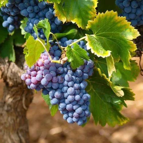 Виноград ЗИЛГА  Виноград ЗИЛГА в Минске