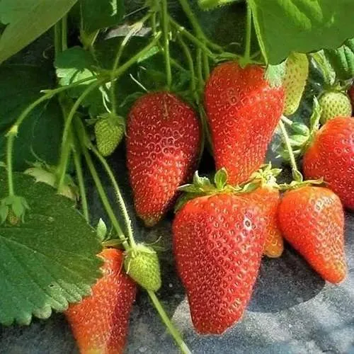 Клубника РОКСАНА в Минске