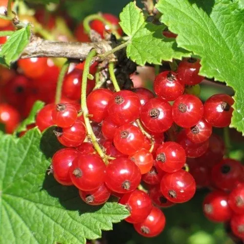 Смородина красная РАЧКОВСКАЯ  Смородина красная РАЧКОВСКАЯ в Минске