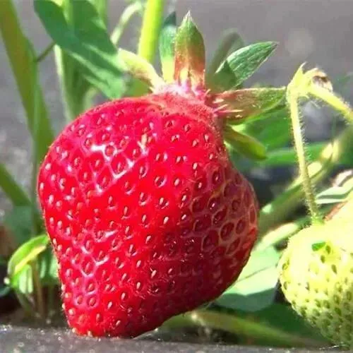 Клубника ХОНЕЙ в Минске