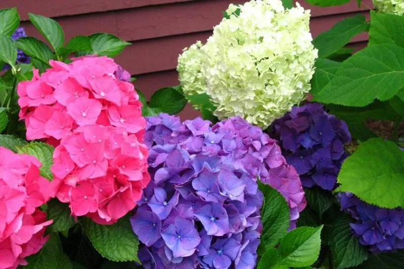 Гортензия: посадка и уход в открытом грунте Гортензия: посадка и уход в открытом грунте