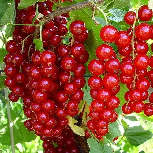 Смородина красная ЙОНКЕР ВАН ТЕТЦ  Смородина красная ЙОНКЕР ВАН ТЕТЦ в Минске