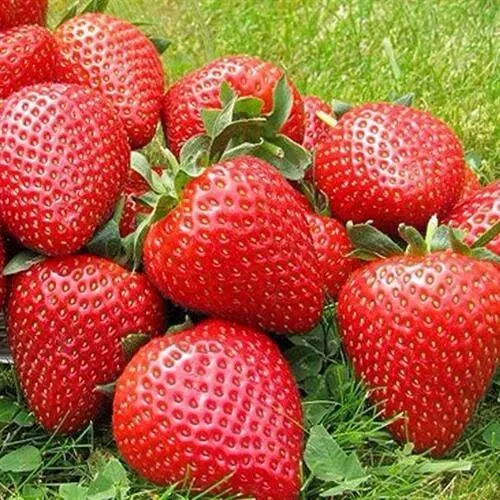 Клубника ЭЛИАНЕ в Минске