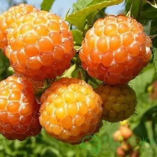 Малина КУМБЕРЛЕНД желтая  Малина КУМБЕРЛЕНД желтая в Минске