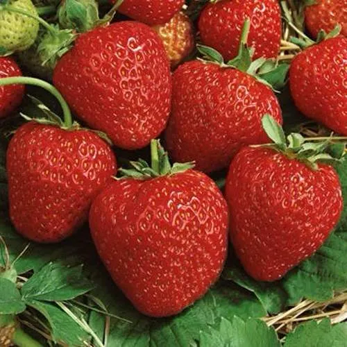 Клубника КОРОНА в Минске