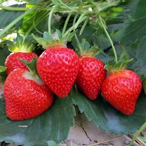 Клубника ТЕА в Минске