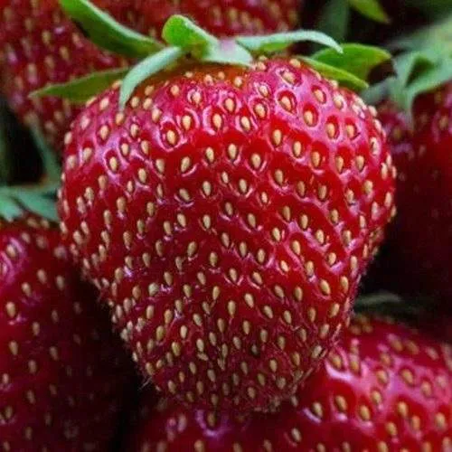 Клубника НАНДИ в Минске