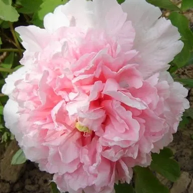 Пион БУКЕТ РОЗОВЫХ ГВОЗДИК древовидный  Пион БУКЕТ РОЗОВЫХ ГВОЗДИК древовидный в Минске