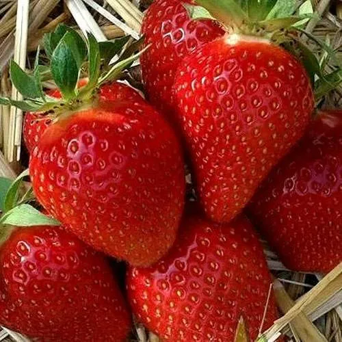 Клубника СИБИЛЛА в Минске