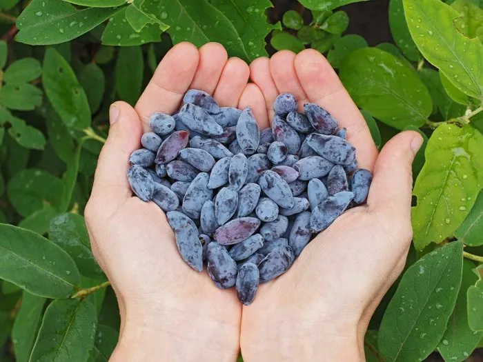 Жимолость в белорусском саду: от посадки до урожая полезных ягод Жимолость в белорусском саду: от посадки до урожая полезных ягод