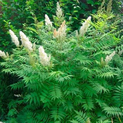 Рябинник рябинолистный СЭМ  Рябинник рябинолистный СЭМ в Минске