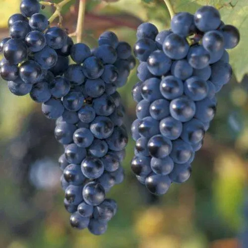 Виноград МАРКЕТТ  Виноград МАРКЕТТ в Минске