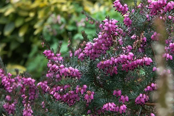 Вереск.jpg Вереск.jpg