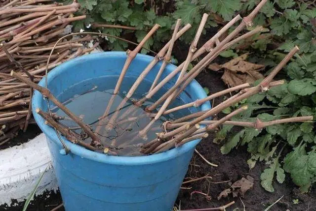 Как посадить саженцы винограда? Как посадить саженцы винограда?