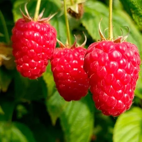 высокая малина.jpg высокая малина.jpg