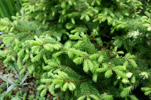 Ель обыкновенная.jpg