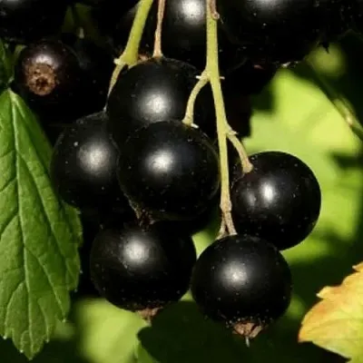 Смородина черная КЛУССОНОВСКАЯ в Минске