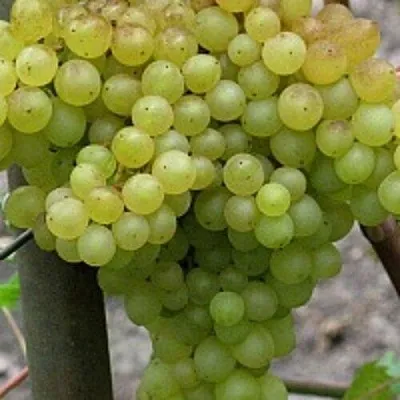 Виноград КИШМИШ 342  Виноград КИШМИШ 342 в Минске