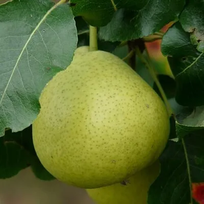 Груша САНРЕМО колонновидная  Груша САНРЕМО колонновидная в Минске