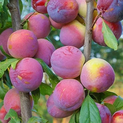 Слива КОЛОННОВИДНАЯ в Минске