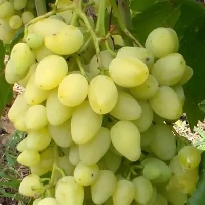 Виноград ЗАРНИЦА  Виноград ЗАРНИЦА в Минске