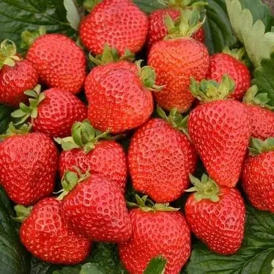 Клубника САН АНДРЕАС ремонтантная  Клубника САН АНДРЕАС ремонтантная в Минске