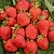 Клубника САН АНДРЕАС ремонтантная в Минске