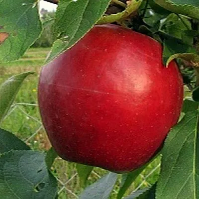 Яблоня РЕДФРИ в Минске