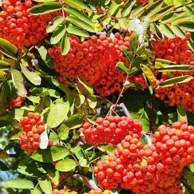 Рябина СОРБИНКА сладкоплодная — описание сорта Рябина СОРБИНКА сладкоплодная в Минске