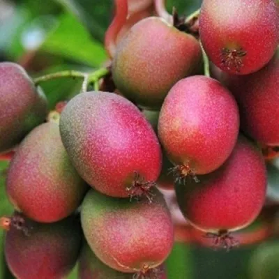 Актинидия ВЕЙКИ аргута — описание сорта Актинидия ВЕЙКИ аргута в Минске