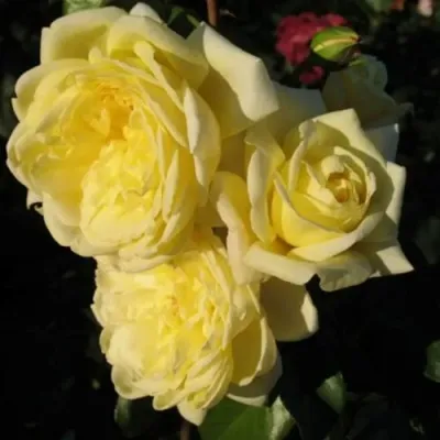 Роза КАЗИНО плетистая — описание сорта Роза КАЗИНО плетистая в Минске