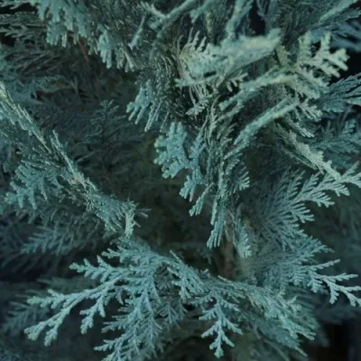 Кипарисовик ВАН ПЕЛЬТС БЛЮ лавсона — описание сорта Кипарисовик ВАН ПЕЛЬТС БЛЮ лавсона в Минске