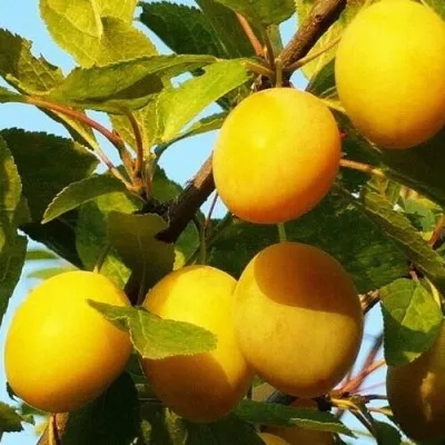 Слива ЗОЛОТАЯ КАПЛЯ — описание сорта Слива ЗОЛОТАЯ КАПЛЯ в Минске