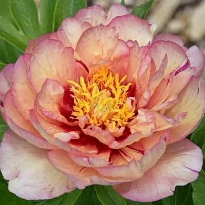 Пион КЭЛЛИС МЕМОРИ ито-гибрид  Пион КЭЛЛИС МЕМОРИ ито-гибрид в Минске