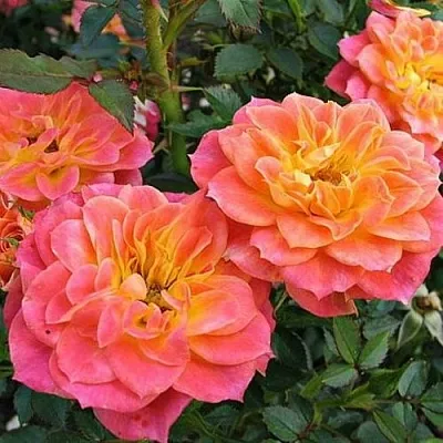 Роза МАНДАРИН миниатюрная в Минске