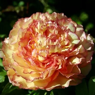 Пион ЗОЛОТАЯ РОССЫПЬ древовидный в Минске