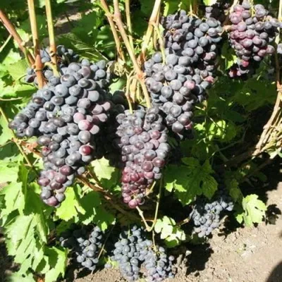Виноград ВОСТОРГ ЧЕРНЫЙ в Минске