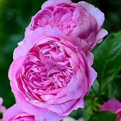 Роза ШАНТАЛЬ МЕРЬЕ шраб в Минске