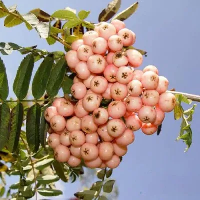 Рябина ПИНК ВЕЙЛ — описание сорта Рябина ПИНК ВЕЙЛ в Минске