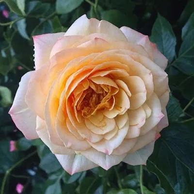 Роза АБЕЙ ДЕ СЕНТ-АМАН шраб в Минске