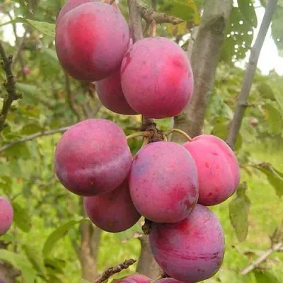 Слива ЭДИНБУРГСКАЯ в Минске