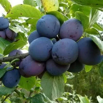 Слива КРОМАНЬ в Минске