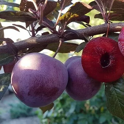 Слива ПАННА в Минске