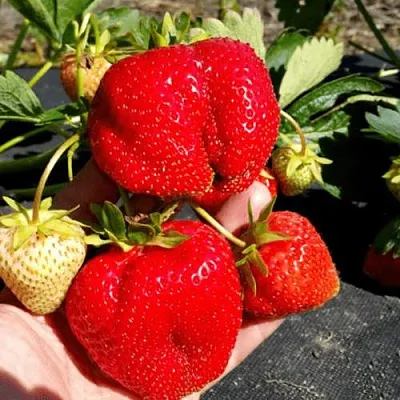 Клубника АПРИКА  Клубника АПРИКА в Минске