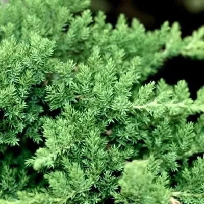 Можжевельник НАНА лежачий — описание сорта Можжевельник НАНА лежачий в Минске