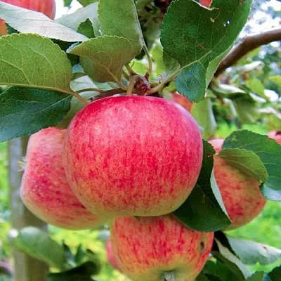 Яблоня ПИРОС в Минске