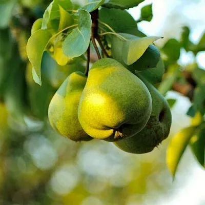 Груша СТОЛИЧНАЯ колонновидная  Груша СТОЛИЧНАЯ колонновидная в Минске