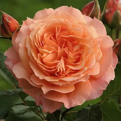 Роза БЕЛЬВЕДЕР шраб в Минске